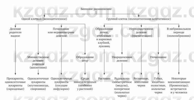 Биология Соловьева А. 8 класс 2018 Анализ 41