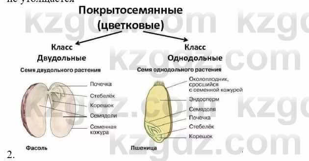 Биология Соловьева А. 8 класс 2018 Анализ 21